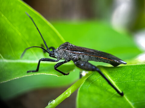 Close up of Bug perched on green leaves, Leaf footed-bug (Acanthocephala terminalis)