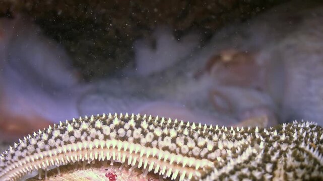 Shy octopus gracefully settles on sandy seabed of Sea of Japan. Its soft body blends with underwater contours, while patterned starfish slowly navigates nearby, observing tranquil aquatic world.