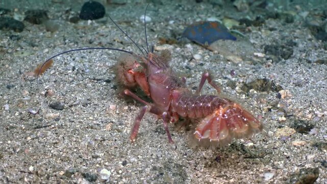 Elegant deepsea shrimp gracefully explores Sea of Japan's mysterious benthic zone. Watch its gentle exploration of sandy, rocky terrain and its subtle encounter with small, watchful goby fish.