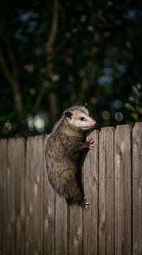 Opossum perches on wooden fence, looking alert