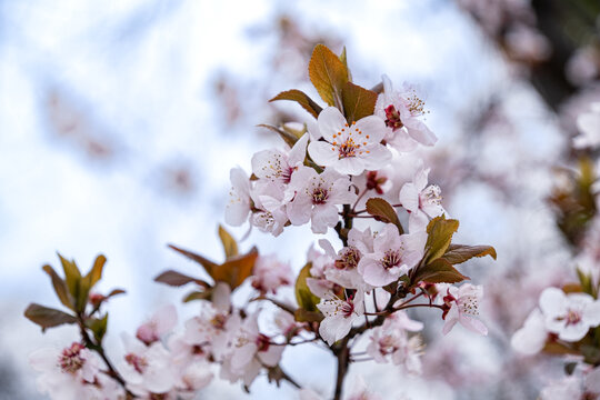 桜