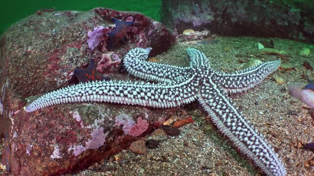 A striking starfish with intricate patterns slowly moves its arms across rugged rocks and sandy patches on the pristine seabed.