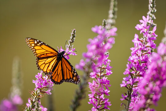 Close-up of a Monarch butterfly (Danaus plexippus) gathering nectar from Purple Loosestrife during the summer migration in Ontario