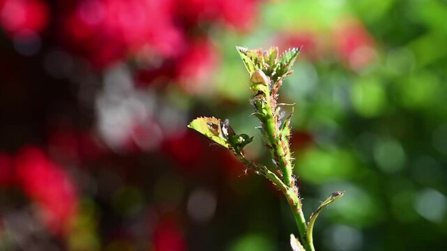 Harmful garden insect pests, aphids on fresh growth of rose bush in a garden, rose bud and new leaves moving in the wind, sunny spring day
