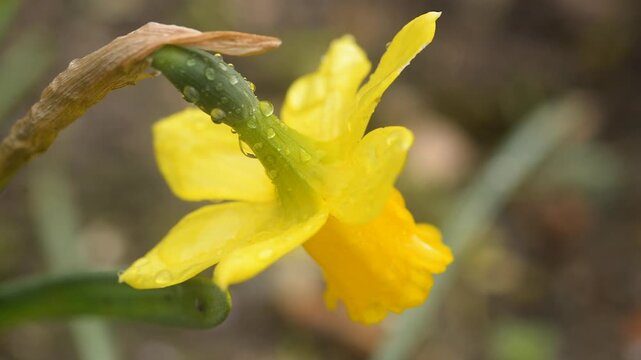 Macro view of yellow daffodil flower with raindrops on green stem, soft natural background, fresh spring bloom, delicate petals, seasonal botanical beauty outdoors