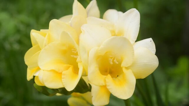 Close up of soft yellow freesia flowers blooming outdoors, fresh petals illuminated by natural light, green blurred background, delicate spring botanical beauty, romantic floral macro