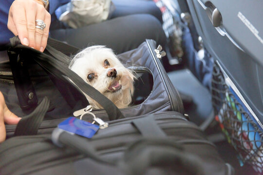 Real image small dog peeking from travel carrier under airplane seat, pet flying in cabin, owner nearby, modern air travel scene, safe transport, companionship, journey with animal