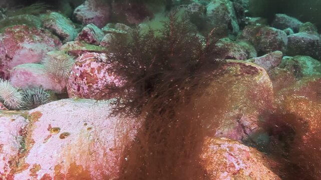 Journey into the Barents Sea's depths where life thrives. Observe majestic kelp forests anchoring to rugged rocks.