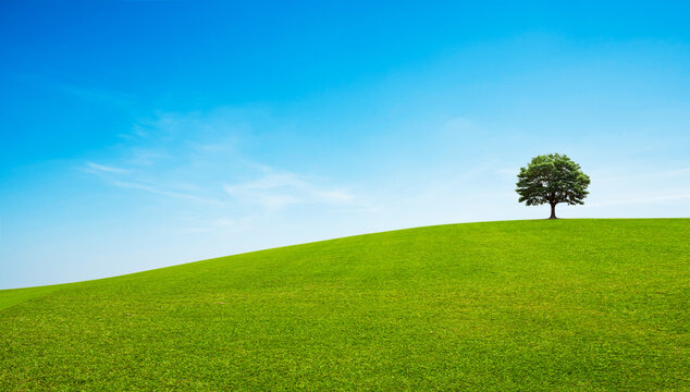  Landscape view of green grass field , tree and blue sky.background. nature, peace, growth, and environmental sustainability.