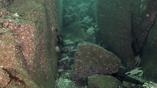 Dive into the cold, clear waters of Alaska. Witness these colossal Giant King Crabs navigating rocky terrain, seeking shelter and sustenance amongst boulders and crevices.