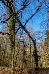 Obraz premium Umgestürzter Baum im Wald