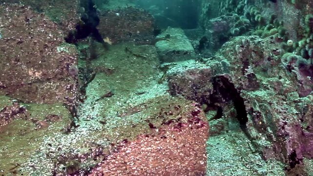A majestic Kamchatka Giant King Crab navigates the rugged underwater landscape of the Barents Sea. It slowly explores ancient rocks and hidden crevices on the deep seabed.