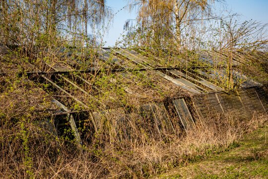 V&ouml;llig zugewachsenes und besch&auml;digtes altes Gew&auml;chshaus