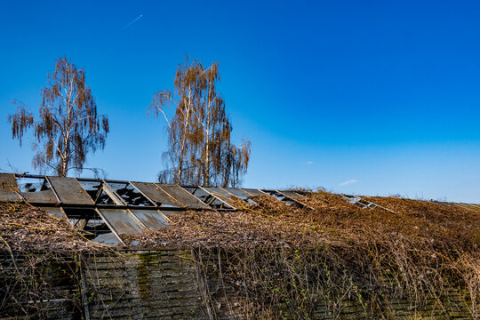 V&ouml;llig zugewachsenes und besch&auml;digtes altes Gew&auml;chshaus