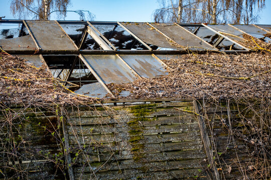V&ouml;llig zugewachsenes und besch&auml;digtes altes Gew&auml;chshaus