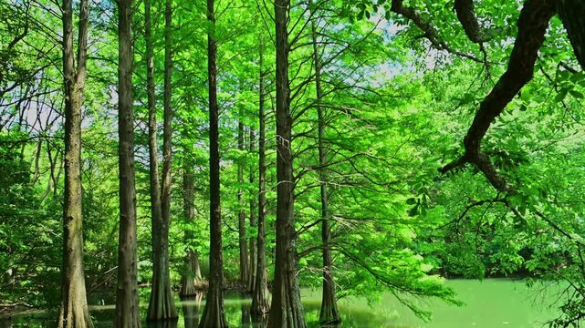 陽光が差し込む新緑のラクウショウ林
「光と緑が織りなす究極のリフレクション。」
福岡県篠栗町「篠栗九大の森（水辺の森）」
Sunlight streaming through a lush green bald cypress forest
"The ultimate reflection woven by light and greenery."