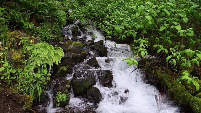 Wahkeena Falls in the Columbia River Gorge, Oregon, spring leaves in bright green and running water of waterfall as a nature background
