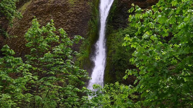 Looking through bright spring green leaves on Big Leaf Maple trees at Horsetail Falls dropping down large rock, Columbia River Gorge, National Scenic Area, spring adventure and tourism in Oregon
