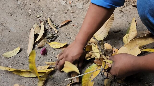 Picking up dry mango leaves from the ground by hand