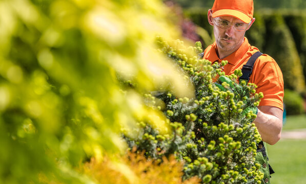 Gardener Trims Bushes in a Park During the Daytime