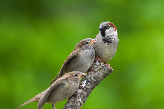 House sparrows at nesting time