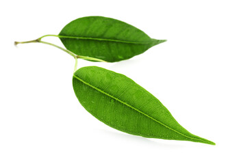 Fototapeta premium Branch with fresh green citrus leaves isolated on white