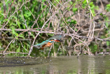 池に飛び込み水生昆虫を喰わせたカワセミ © cube197