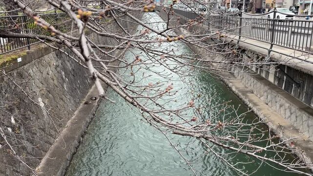 蕾の硬い桜と用水路