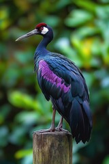 Obraz premium Regal dark-feathered crane with iridescent blue and purple plumage perched on a weathered wooden post, calm and watchful against soft green foliage