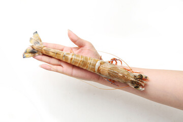 Fresh Penaeus monodon shrimp © YH