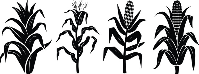 Black Silhouettes of Corn Stalks with Cobs on White Background maize plant © Mst