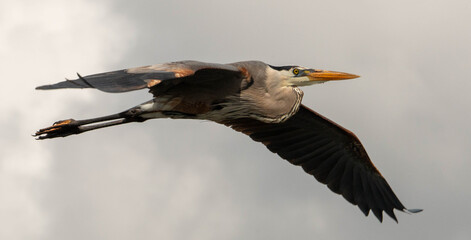 Great blue heron in flight with wings extended against neutral sky © Angela