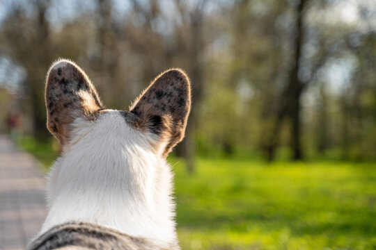 Back view of a corgi dog with large upright ears watching a sunny park path, soft focus trees and green grass ahead creating a calm perspective shot with shallow depth of field