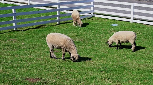 White faced Cotswolds breed sheep with white wool grazing in a pasture, peaceful farm on a sunny spring day

