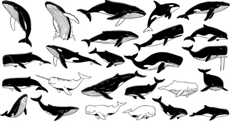 Hand-Drawn Black and White Whale and Cetacean Collection. Diverse Marine Life Set with Orcas, Narwhals, and Various Species. Ocean Animal Sketch Art Illustration. © victoria