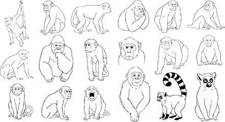 Detailed Black and White Line Art Collection of Diverse Primates: Monkeys, Apes (Gorillas), and Lemurs Posing in Various Ways on a Clean White Background. © victoria