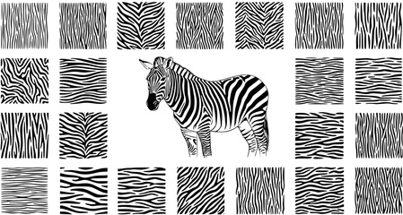 Fototapeta premium Detailed black and white illustration of a zebra surrounded by a diverse collection of various striped patterns, showcasing different zebra print textures and designs.