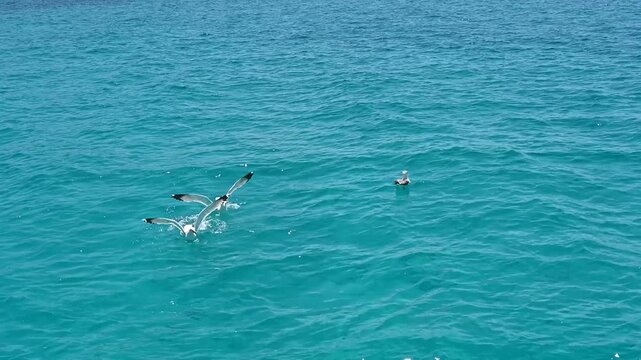 gabbiani nel mare in cerca di cibo