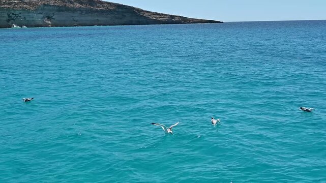gabbiani nel mare in cerca di cibo