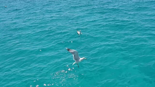 gabbiani nel mare in cerca di cibo