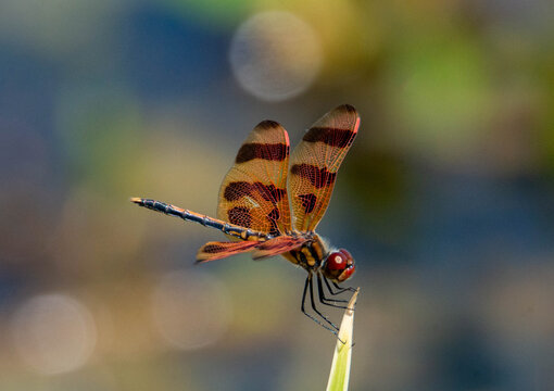 Dragonfly perched on grass stem with patterned wings in natural habitat