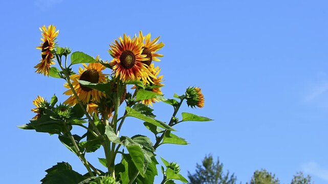 Looking up at a bee pollinating a cheerful yellow sunflower growing in a garden against a sunny blue sky, fall harvest celebration season

