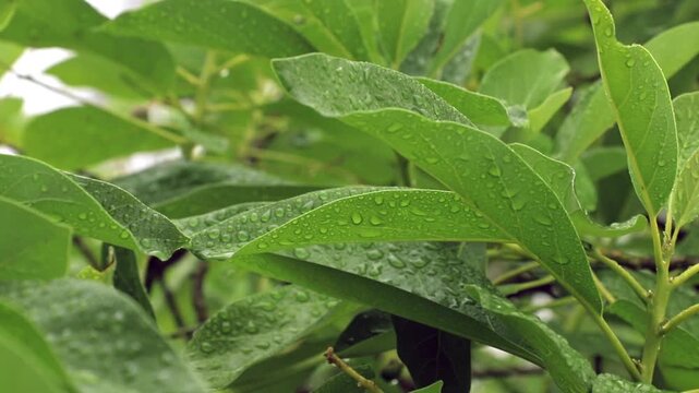 Caribbean leafs of avocado tree with water drops on a rainy and misty day