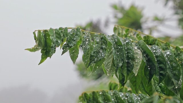 Caribbean leafs of starfruit tree with water drops on a rainy and misty day