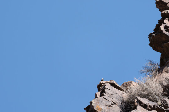A small Wallcreeper bird (Tichodroma muraria) perches and sings on the rugged edge of a rocky cliff face. The scene captures the bird in its natural, harsh mountain habitat.