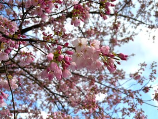 Obraz premium Full Frame Pink Cherry Blossom Branches in Bloom, Dense Sakura Floral Pattern against Bright Spring Sky
