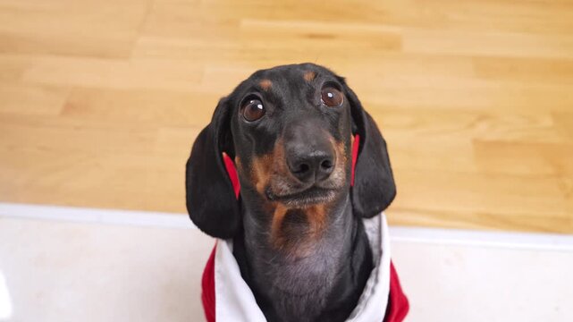 Black and tan dachshund wearing a red and white outfit looks upward indoors against a light wooden floor background creating a simple warm pet closeup with gentle expression