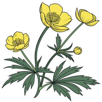 trollius vector on whte