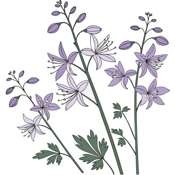 thalictrum black stockings flower vector on white background