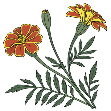 tagetes patula french marigold on white background